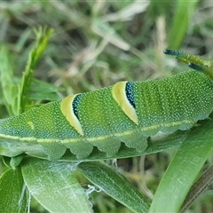 Charaxes sempronius at Shark Creek, NSW - 22 Dec 2024 07:06 PM