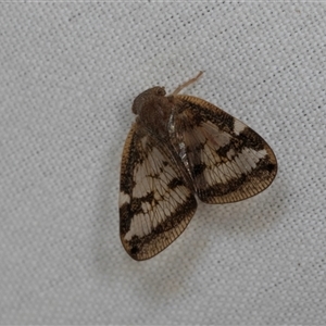 Scolypopa australis (Passionvine hopper, Fluffy bum) at Higgins, ACT by AlisonMilton