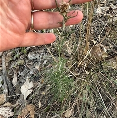 Euchiton sp. (A Cudweed) at Kangaroo Valley, NSW - 22 Dec 2024 by lbradley