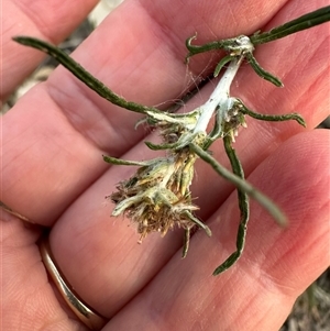 Euchiton sp. at Kangaroo Valley, NSW - suppressed