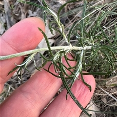 Euchiton sp. at Kangaroo Valley, NSW - suppressed