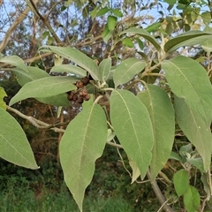 Solanum mauritianum (Wild Tobacco Tree) at Nulkaba, NSW - 23 Dec 2024 by trevorpreston