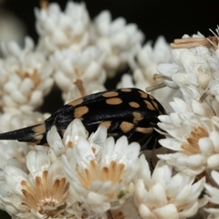 Hoshihananomia leucosticta (Pintail or Tumbling flower beetle) at Bungonia, NSW - 21 Dec 2024 by AlisonMilton