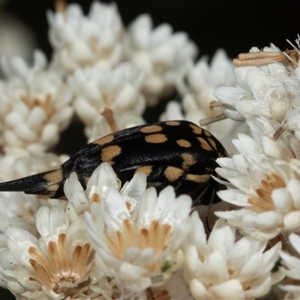 Hoshihananomia leucosticta (Pintail or Tumbling flower beetle) at Bungonia, NSW by AlisonMilton