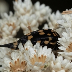 Hoshihananomia leucosticta at Bungonia, NSW - 22 Dec 2024