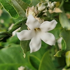 Unidentified Climber or Mistletoe at Nulkaba, NSW - 23 Dec 2024 by trevorpreston