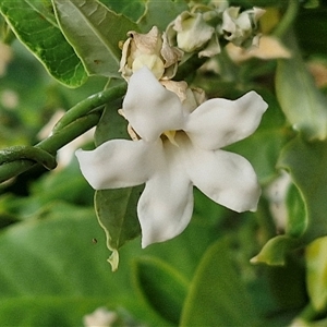 Unidentified Climber or Mistletoe at Nulkaba, NSW by trevorpreston