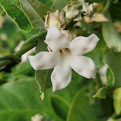 Unidentified Climber or Mistletoe at Nulkaba, NSW - 22 Dec 2024 by trevorpreston