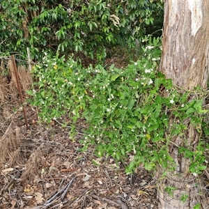 Araujia sericifera at Nulkaba, NSW - 23 Dec 2024 06:35 AM