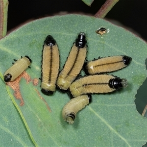 Paropsisterna cloelia at Bungonia, NSW - 22 Dec 2024