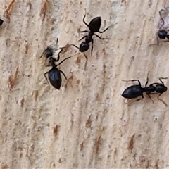 Unidentified Ant (Hymenoptera, Formicidae) at Nulkaba, NSW - 22 Dec 2024 by trevorpreston