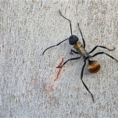 Polyrhachis ammon (Golden-spined Ant, Golden Ant) at Nulkaba, NSW - 22 Dec 2024 by trevorpreston