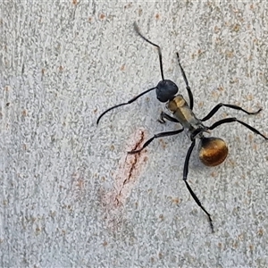 Polyrhachis ammon at Nulkaba, NSW - 22 Dec 2024 07:31 PM