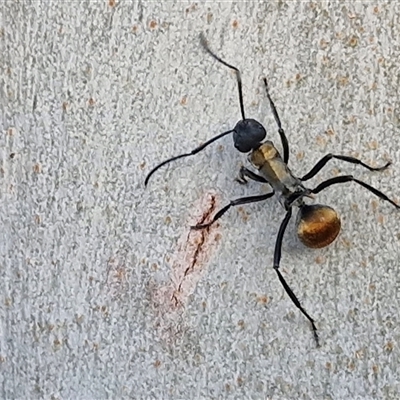 Polyrhachis ammon (Golden-spined Ant, Golden Ant) at Nulkaba, NSW - 22 Dec 2024 by trevorpreston