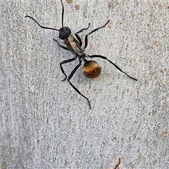 Polyrhachis ammon at Nulkaba, NSW - 22 Dec 2024 07:31 PM