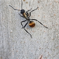 Polyrhachis ammon at Nulkaba, NSW - 22 Dec 2024