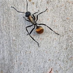 Polyrhachis ammon at Nulkaba, NSW - 22 Dec 2024 07:31 PM