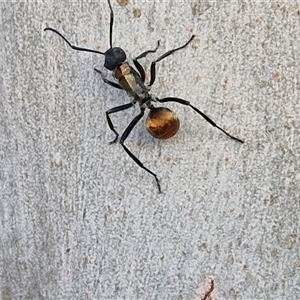 Polyrhachis ammon at Nulkaba, NSW - 22 Dec 2024