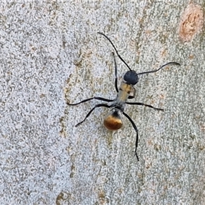 Polyrhachis ammon at Nulkaba, NSW - 22 Dec 2024