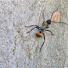 Polyrhachis ammon at Nulkaba, NSW - 22 Dec 2024