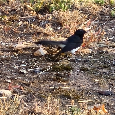 Rhipidura leucophrys (Willie Wagtail) at Nulkaba, NSW - 23 Dec 2024 by trevorpreston