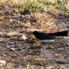 Rhipidura leucophrys at Nulkaba, NSW - 23 Dec 2024 06:28 AM