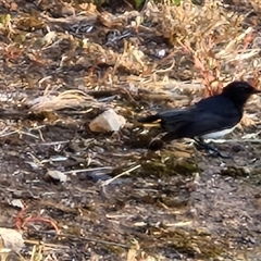 Rhipidura leucophrys at Nulkaba, NSW - 23 Dec 2024 06:28 AM
