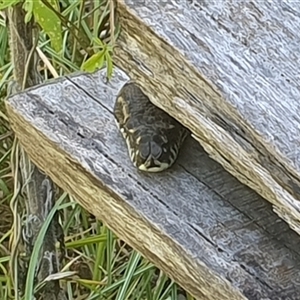 Morelia spilota mcdowelli at Tyndale, NSW - 21 Dec 2024 02:06 PM