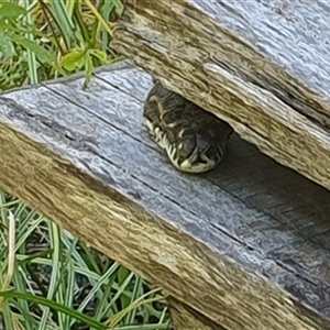 Morelia spilota mcdowelli at Tyndale, NSW - 21 Dec 2024 02:06 PM