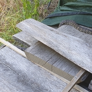 Morelia spilota mcdowelli at Tyndale, NSW - 21 Dec 2024 02:06 PM