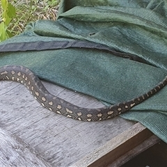 Morelia spilota mcdowelli at Tyndale, NSW - 21 Dec 2024 02:06 PM