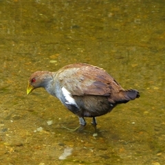 Tribonyx mortierii (Tasmanian Nativehen) at Richmond, TAS - 3 Jan 2016 by VanessaC