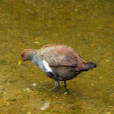 Tribonyx mortierii (Tasmanian Nativehen) at Richmond, TAS - 3 Jan 2016 by VanessaC