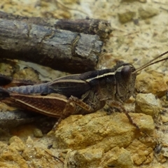 Unidentified Grasshopper, Cricket or Katydid (Orthoptera) at Ridgeway, TAS - 22 Dec 2024 by VanessaC