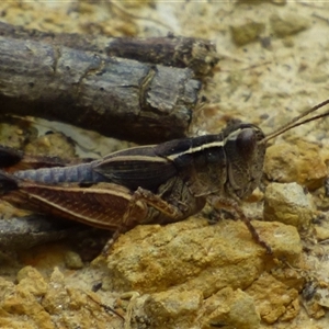 Unidentified Grasshopper, Cricket or Katydid (Orthoptera) at Ridgeway, TAS by VanessaC