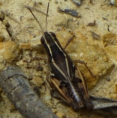 Phaulacridium vittatum at Ridgeway, TAS - 22 Dec 2024 03:36 PM