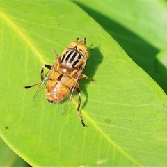 Eristalinus punctulatus (Golden Native Drone Fly) at Wodonga, VIC - 22 Dec 2024 by KylieWaldon