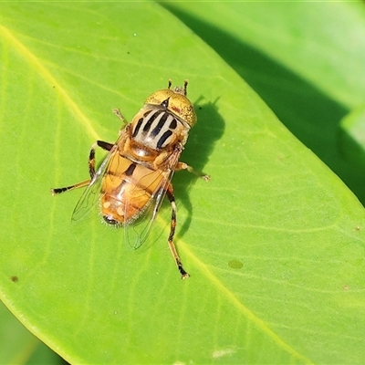 Eristalinus punctulatus (Golden Native Drone Fly) at Wodonga, VIC - 22 Dec 2024 by KylieWaldon