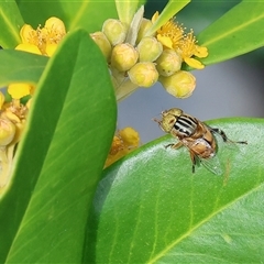 Eristalinus punctulatus at Wodonga, VIC - 22 Dec 2024 08:43 AM