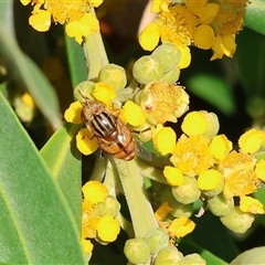 Eristalinus punctulatus at Wodonga, VIC - 22 Dec 2024 08:43 AM