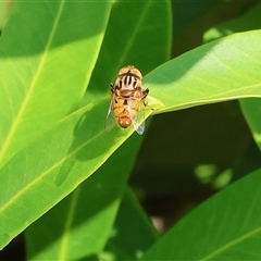 Eristalinus punctulatus at Wodonga, VIC - 22 Dec 2024 08:43 AM