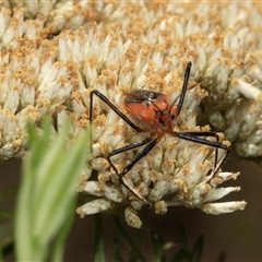 Gminatus australis (Orange assassin bug) at Bungonia, NSW - 21 Dec 2024 by AlisonMilton