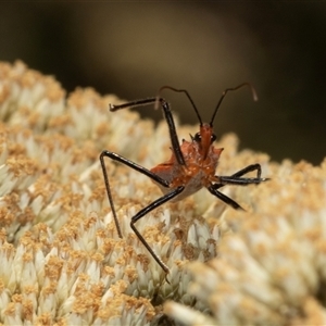 Gminatus australis at Bungonia, NSW - 22 Dec 2024