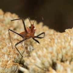 Gminatus australis at Bungonia, NSW - 22 Dec 2024