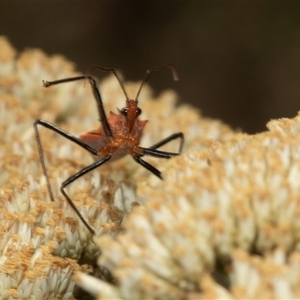 Gminatus australis at Bungonia, NSW - 22 Dec 2024