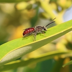 Lasioglossum (Parasphecodes) sp. (genus & subgenus) at Wodonga, VIC - 22 Dec 2024 by KylieWaldon