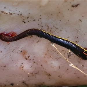 Hirudinea sp. (Class) (Unidentified Leech) at Charleys Forest, NSW by LisaH