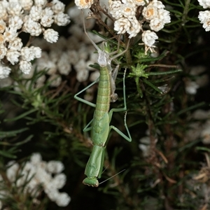 Orthodera ministralis (Green Mantid) at Bungonia, NSW by AlisonMilton