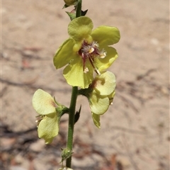 Verbascum virgatum (Green Mullein) at Tharwa, ACT - 20 Dec 2024 by Clarel