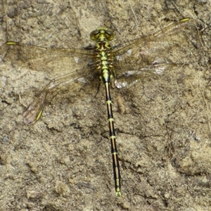 Austrogomphus guerini at Ridgeway, TAS - 22 Dec 2024